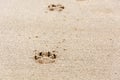 Footprints of dog`s paw in the sand Royalty Free Stock Photo