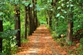 path in forest Royalty Free Stock Photo