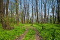 Path In a forest