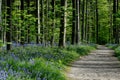 Path in forest Royalty Free Stock Photo