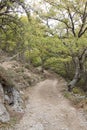 Path in the forest