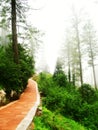 Path through forest Royalty Free Stock Photo