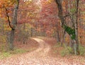 Path in the Forest