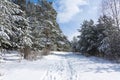 A path in the forest against the background