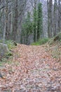 Path in the forest of the Ambroz valley with ground full of fallen leaves and leafless trees standing vertically Royalty Free Stock Photo