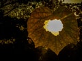 A path view from the hole of a hanging leaf