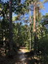 Path through the forest around Beerze Royalty Free Stock Photo