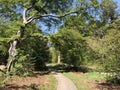 Path through the forest around Ommen Royalty Free Stock Photo