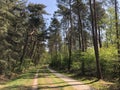 Path through the forest around Ommen Royalty Free Stock Photo