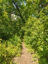 path in the forest around trees with green leaves in spring Royalty Free Stock Photo