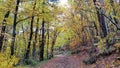 Peaceful path in autumn forest