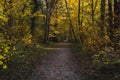 Path through the forest