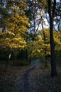 Path in the forest in autumn with yellow leaves of trees on the sides Royalty Free Stock Photo