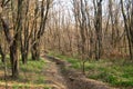 Path in the forest