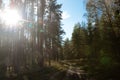 The path in the forest with beautiful rays of the sun and old evergreen pines. Royalty Free Stock Photo