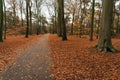 Path in a forest with beech trees in the fall season Royalty Free Stock Photo