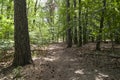 Path in forest in Berlin Royalty Free Stock Photo