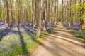 Path in forest with bluebells Royalty Free Stock Photo