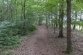 A path through the forest called `The smugglers route` near Strijbeek, Netherlands