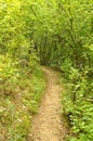 Path through a forest in Cheile Nerei Natural Reservation