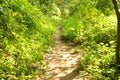 Path through a forest in Cheile Nerei Natural Reservation