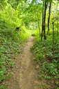 Path through a forest in Cheile Nerei Natural Reservation