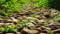 A path in the forest with cobblestone paths as the sun shines with the grass all around Royalty Free Stock Photo