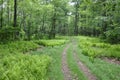 Path through forest Royalty Free Stock Photo