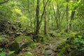 Path in a forest covered with moss