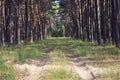 Path in the forest Curonian Spit Beautiful Landscape Sunny Day in the forest. Sunlight,Pathway, tree trunks. Royalty Free Stock Photo