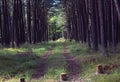 Path in the forest Curonian Spit UNESCO Spring Time Beautiful Landscape Sunny Day in the forest. Royalty Free Stock Photo