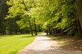 Path through forest in early spring with green trees all around Royalty Free Stock Photo