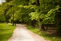 Path through forest in early spring with green trees all around Royalty Free Stock Photo