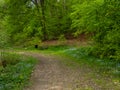 A path in the forest. Early spring, trees with fresh leaves on the trees. Poland. Royalty Free Stock Photo