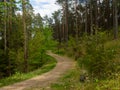 A path in the forest. Early spring, trees with fresh leaves on the trees. Poland. Royalty Free Stock Photo