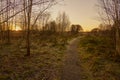 A path in the forest in early winter at sunset with the frost on the grass. Royalty Free Stock Photo