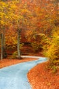 Path in the forest with fallen leafs