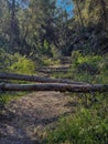 Path in the forest of fallen pines in the foreground. Royalty Free Stock Photo