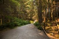 Path in the forest and ferns. Empty road in the coniferous forest. Hiking trail in Rocky mountains forest.