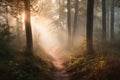 a path in a forest with fog and sun shining through the trees Royalty Free Stock Photo