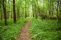 The path in the forest, the forest is a favorite vacation spot for millions of people, it is here that you can find peace of mind Royalty Free Stock Photo