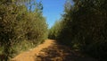 Path through a forest in Gentbrugse Meersen nature reserve Royalty Free Stock Photo