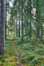 Path in forest