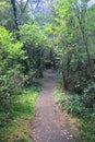 Path in a forest