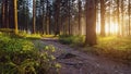 A Path in the Forest