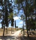 Path on the forest