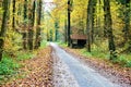 Path in the forest with hut and leaves on the ground