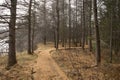 Path in the forest, late fall