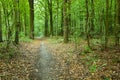 Path through the forest and leaves on the ground