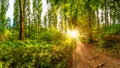 Path through the forest lit by golden sun rays